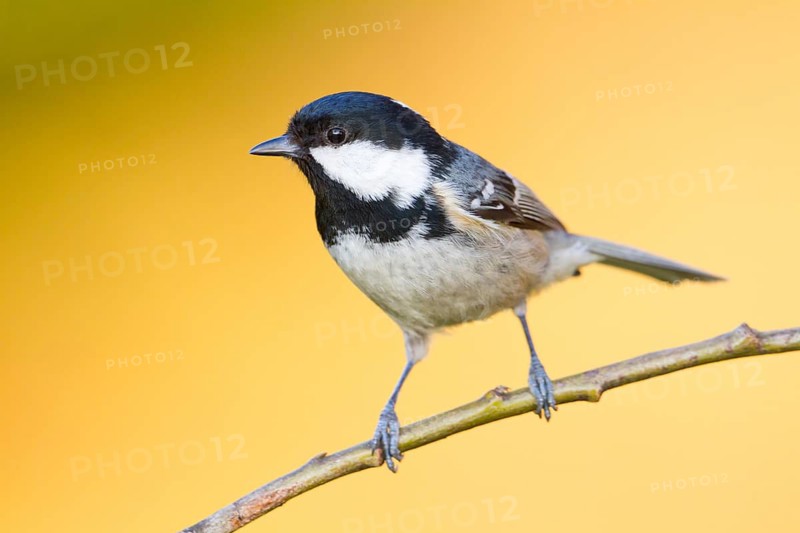Coal Tit (Periparus ater) perched on a branch, Baden-Wuerttemberg, Germany