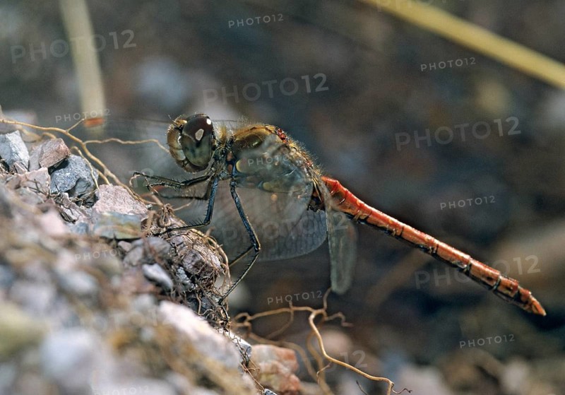Common darter, large heather, sympetrum striolatum, anisoptera, damselflies, dragonflies, insects, lions, dragonflies, male, odonata