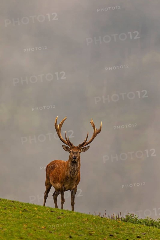 One strong Red Deer stag (Cervus elaphus) standing on a green meadow. Dense fog in the background