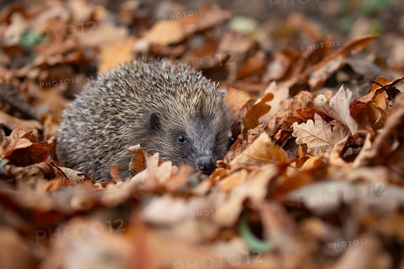 European hedgehog (Erinaceus europaeus) adult animal amongst fallen autumn leaves, England, United Kingdom