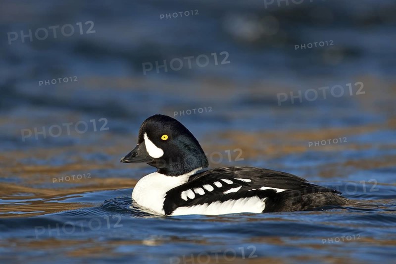 Barrow's Goldeneye (Bucephala islandica) male, Myvatn, Iceland
