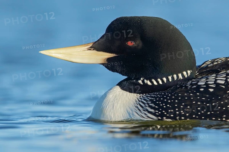 Yellow-billed Loon (Gavia adamsii) feeding on a small pond on the tundra in Northern Alaska