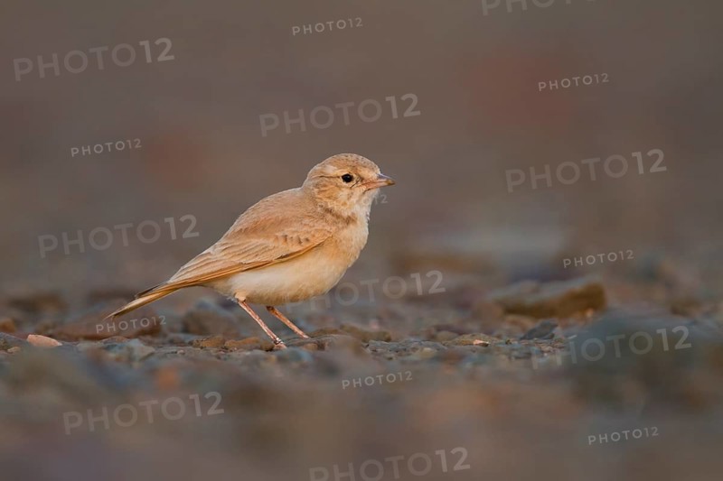 Bar-tailed Desert Lark - Sandlerche - Ammomanes cincturus, Marokko, adult