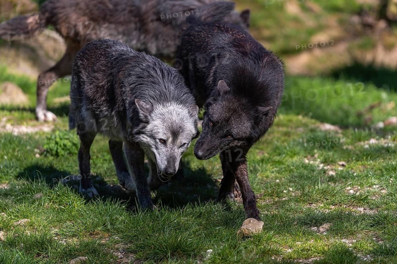 Social behaviour. Three Timberwolf, Canis lupus lycaon, greeting each other, standing in an opening of a forest on green grass