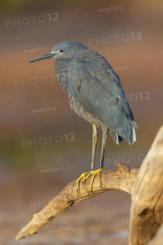 Bellied Heron, (Egretta ardesiaca), standing on a branch looking for prey, Gambia, Africa, Marakissa River Camp Canoe tri, Marakissa, South Bank, Gambia