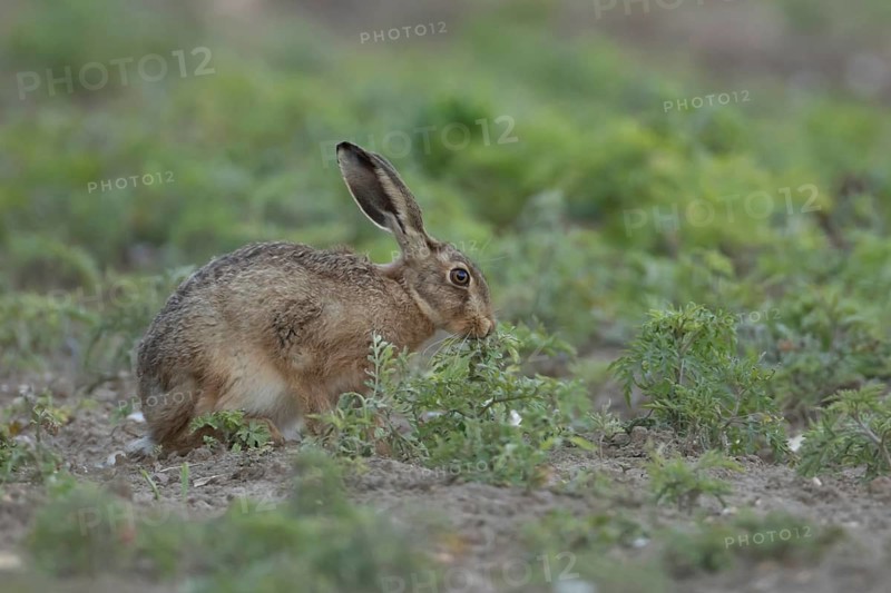 European brown hare (Lepus europaeus) adult animal feeding in a farmland cereal field in summer, England, United Kingdom