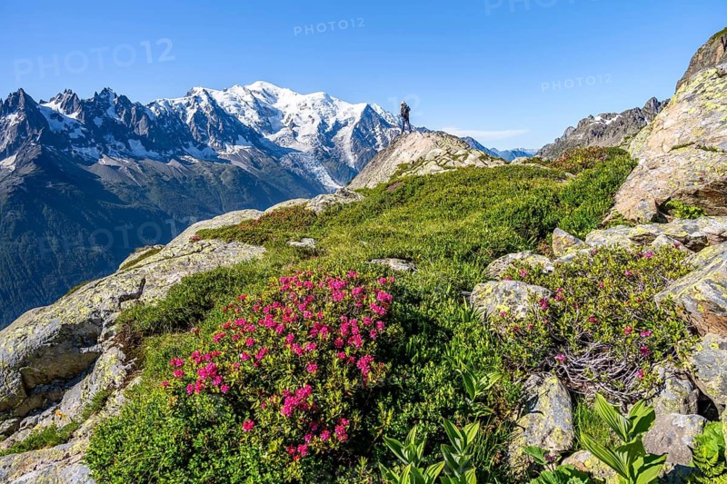 Mountaineer in mountain landscape with alpine roses, mountain panorama with glaciated summit of Mont Blanc, Mont Blanc massif, Aiguilles Rouges, Chamonix-Mont-Blanc, Haute-Savoie, France