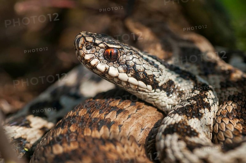 European adder, European viper, venomous snake, vipera berus, critters, poisonous reptiles, male, reptilia, reptiles, snakes, snakes