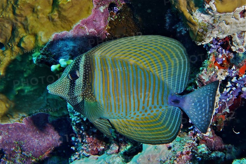 Indian sailfin doctor (Zebrasoma desjardinii)