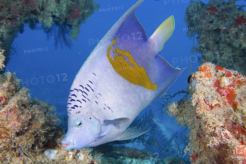 Arabian angelfish (Pomacanthus maculosus)