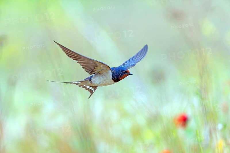Animals, Bird, Songbird, Barn Swallow, (Hirundo rustica), Swallow family, Lesbos Island, Lesbos, Greece