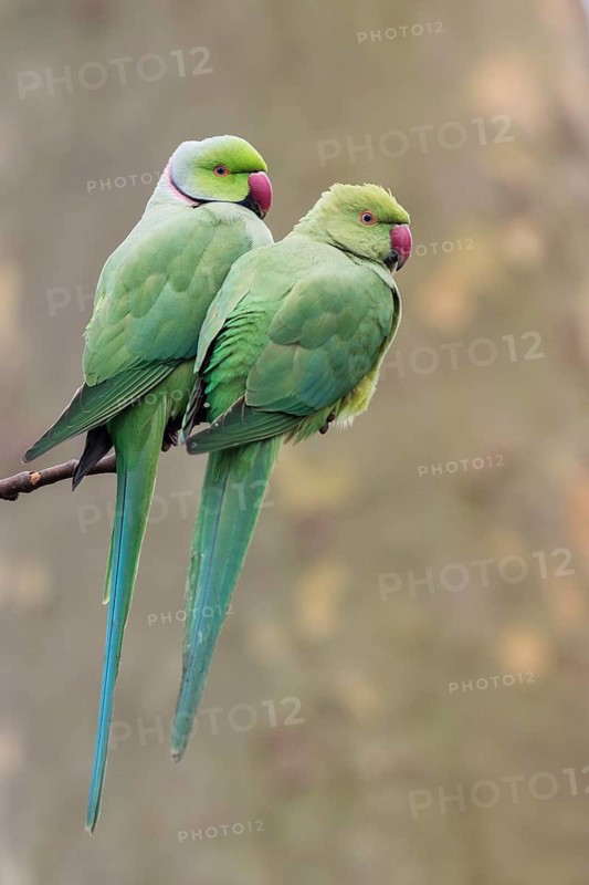 Rose-ringed Parakeet (Psittacula krameri) pair, Baden-Wuerttemberg, Germany