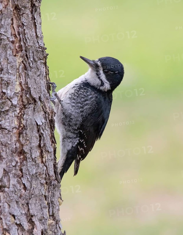 A female Black-backed Woodpecker, Picoides arcticus, perched on a pine tree in Saskatoon, Saskatchewan