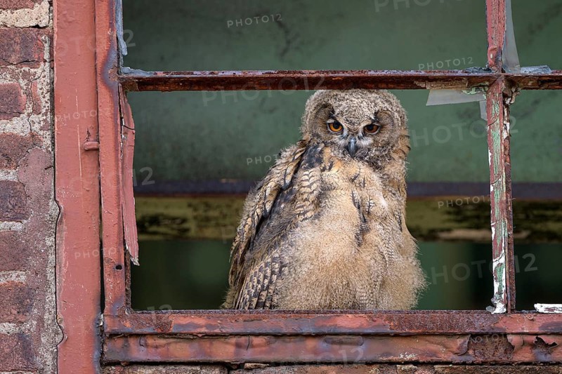 Eurasian eagle-owl (Bubo bubo), fledged young bird, in an old window frame, industrial building, Ewald colliery, Herten, Ruhr area, North Rhine-Westphalia, Germany