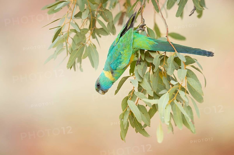 Australian Ringneck (Barnardius zonarius macgillivrayi), Queensland, Australia