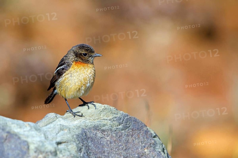 African stonechat, (Saxicola torquatus), Animals, Birds, Songbirds, Wakkerstrom surroundings, Wakkerstrom, Mpumalanga, South Africa
