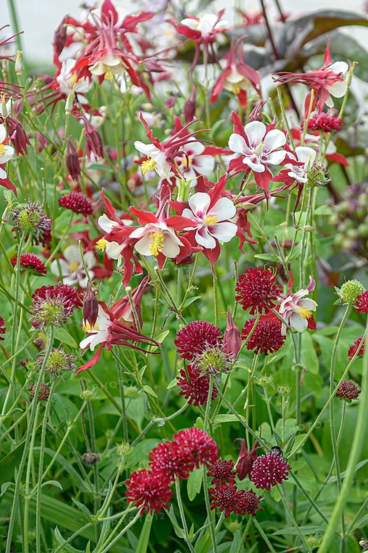 Columbine (Aquilegia cärulea 'Rotstern')