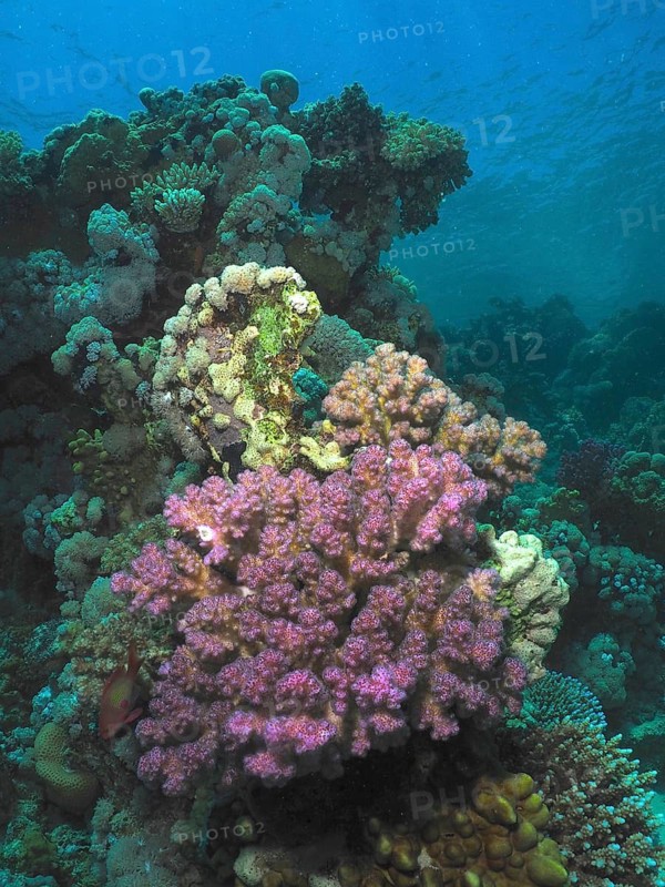 Lush, purple paw coral (Pocillopora verrucosa) in clear, turquoise-coloured water, Fury Shoal dive site, Egypt, Red Sea