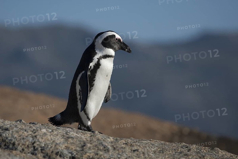 African Penguin (Spheniscus demersus), South Africa