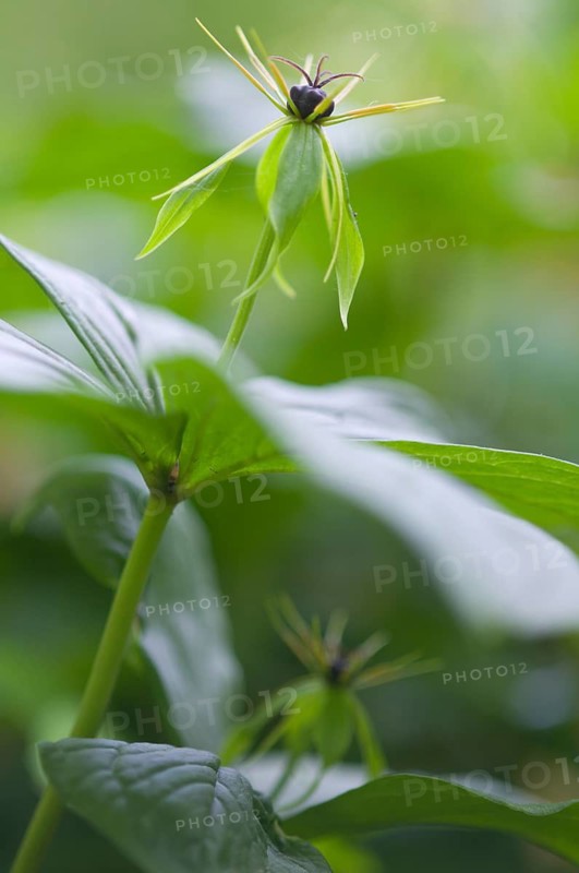 Herb Paris (Paris quadrifolia), Emsland, Lower Saxony, Germany
