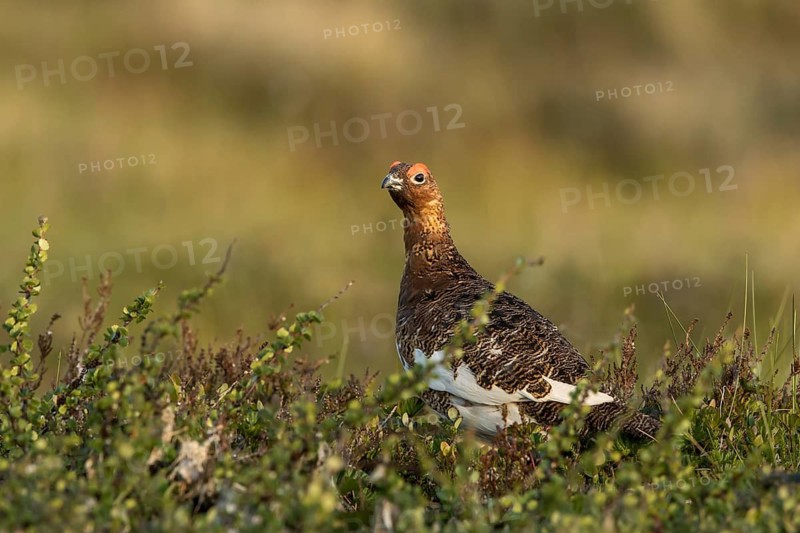 Willow Ptarmigan (Lagopus lagopus), Dalarna, Sweden