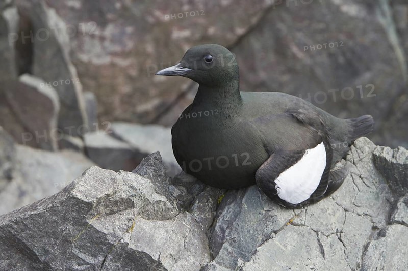 Black Guillemot (Cepphus grylle), Newfoundland, Canada