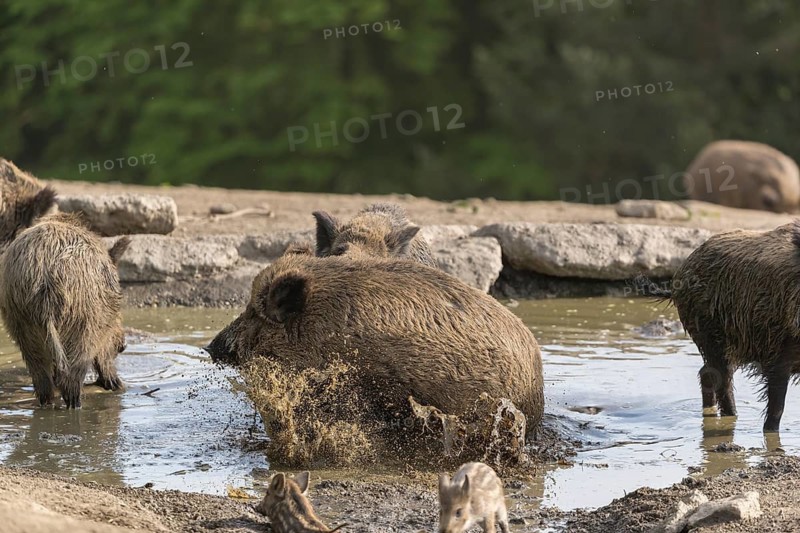 Two wild boar or wild pig (Sus scrofa), fighting in a small pool with a green forest in the background