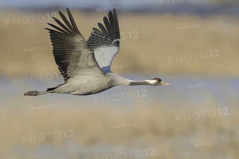 Common Crane (Grus grus) flying, Mecklenburg-Western Pomerania, Germany