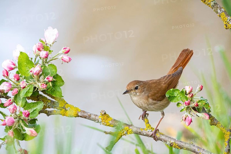 Nightingale (Luscinia megarhynchos) Germany