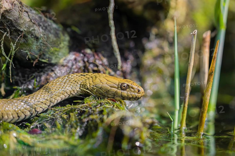 A dice snake (Natrix tessellata tessellata) in its habitat