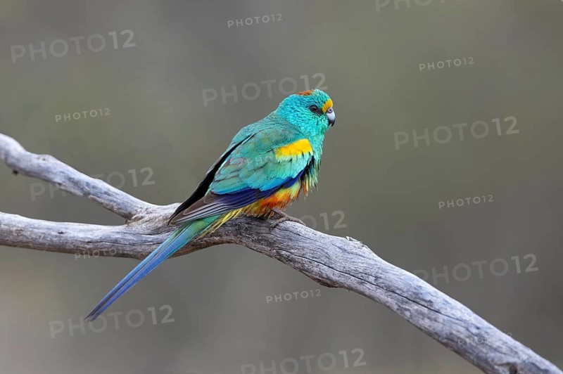 Mulga Parrot (Psephotellus varius) male, Victoria, Australia