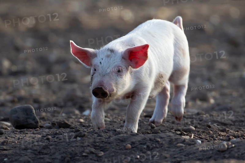 Domestic pig (Sus scrofa domesticus) juvenile baby piglet farm animal in a field in summer, England, United Kingdom