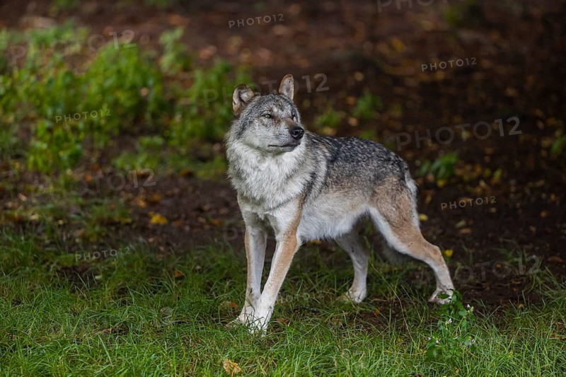 One adult male eurasian gray wolf (Canis lupus lupus) standing at a forest edge