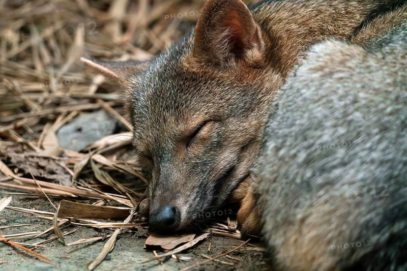 A close-up image depicting a serene crab-eating fox, Cerdocyon thous, sleeping amidst natural foliage, blending seamlessly into the leafy ground