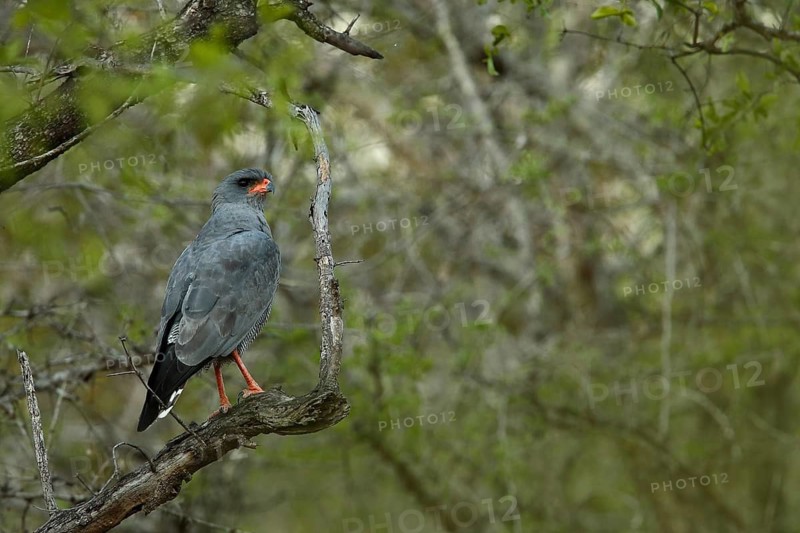 Gabar Goshawk (Micronisus gabar), Kruger National Park, South Africa