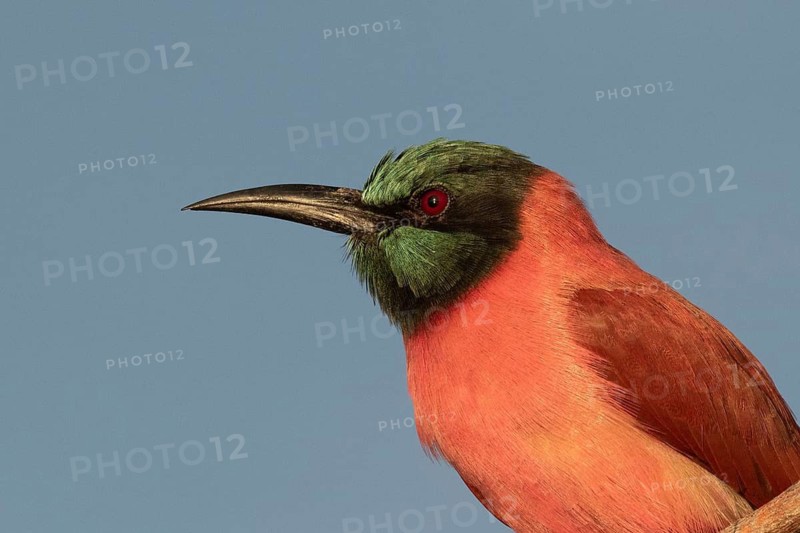 Northern Carmine Bee-eater (Merops nubicus), Lake Baringo, Kenya