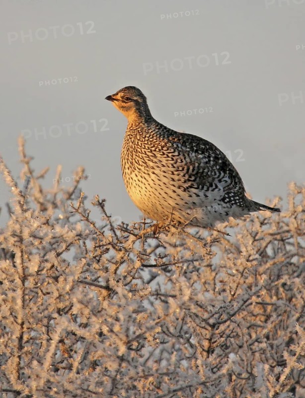 Sharp-tailed Grouse (Tympanuchus phasianellus), Saskatchewan, Canada