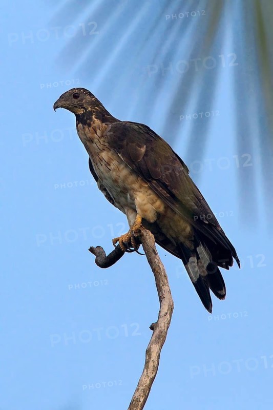 Crested Honey Buzzard (Pernis ptilorhynchus), Central Java, Indonesia