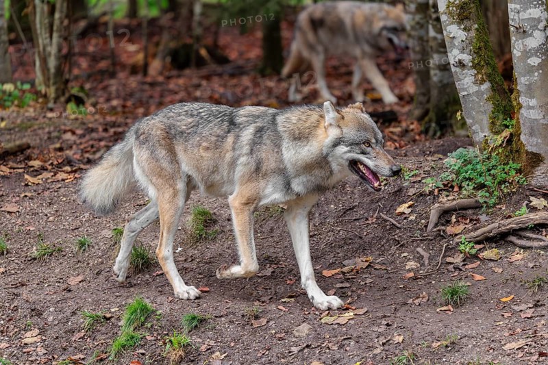 Two grey wolves (Canis lupus lupus) run through the forest on an overcast day