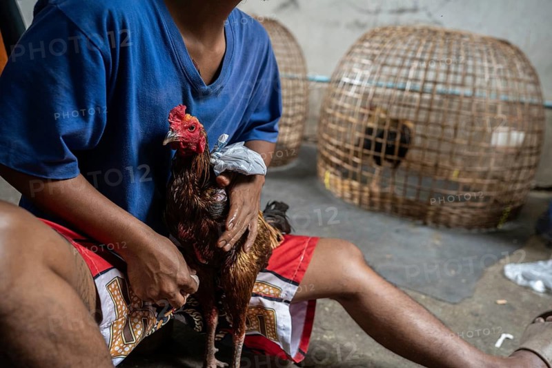 Bangkok, Thailand. February 25th 2025. A local Thai youth from the Khlong Toei neighborhood in Bangkok prepares a fighting cock for an upcoming tournament, Thailand