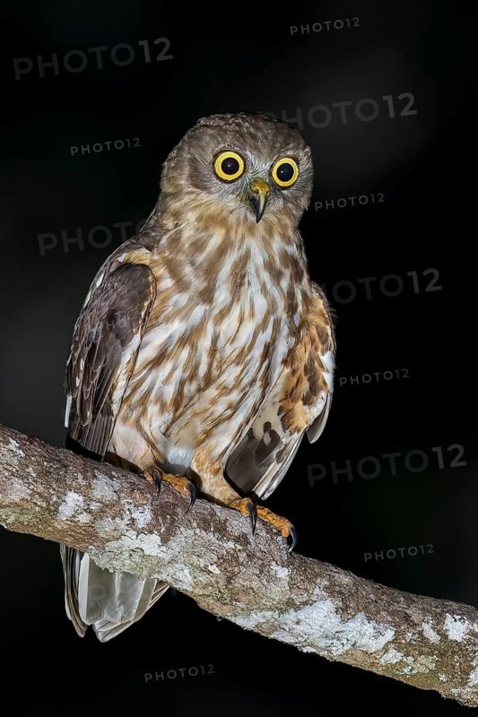Barking Owl (Ninox connivens) perched on a branch in Papua New Guinea