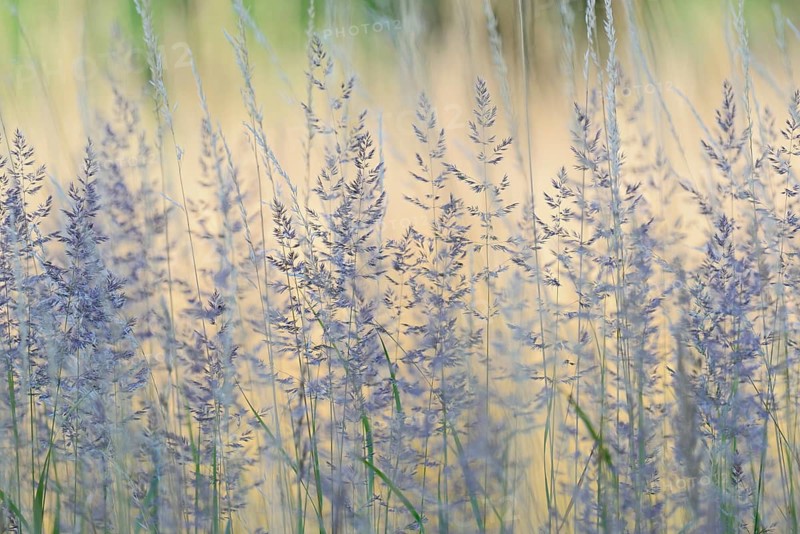 Sweet grasses (Poaceae), North Rhine-Westphalia, Germany