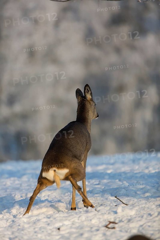 One female Roe Deer, (Capreolus capreolus), peeing on a snowy meadow. Snow covered trees in the background