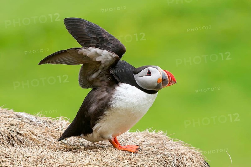 Atlantic Puffin (Fratercula arctica), Iceland