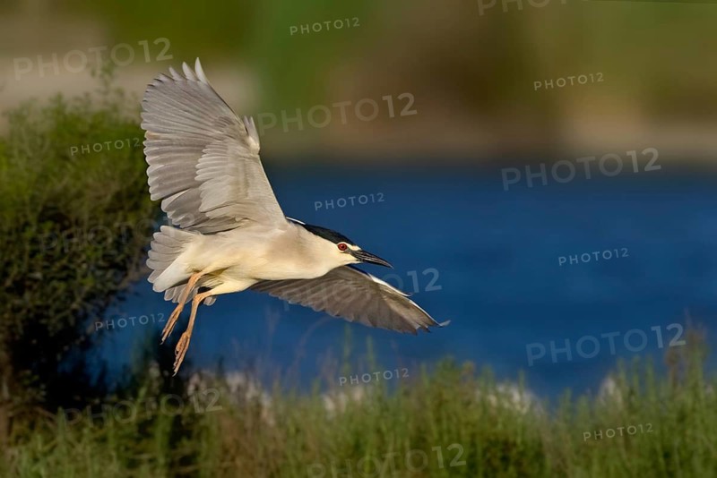 Black-crowned Night Heron (Nycticorax nycticorax) flying, Camarque, France
