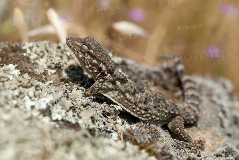 Mauergecko, Moorish Gecko, Tarentola Mauretanica, Wall Gecko, Critters, Extremadura, Reptilia, Reptiles, Spain