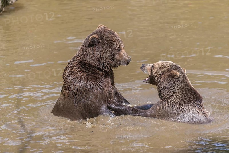 Two adult eurasian brown bears (Ursus arctos arctos), one male and one female, play fighting in a pond in late light