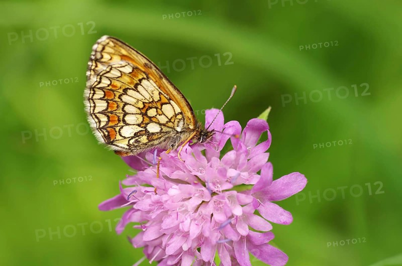 Quail Wheat Fritillary (Melitaea athalia), flower, nectar, close-up, Austria, The butterfly is sitting on a pink flower