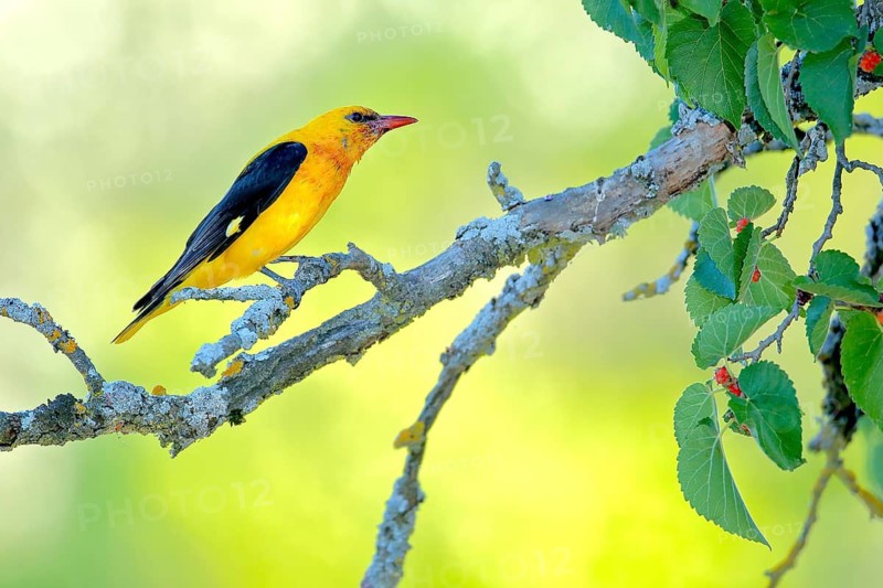 Eurasian Golden Oriole (Oriolus oriolus) male perched in Black mulberry (Morus nigra) tree, Andalusia, Spain