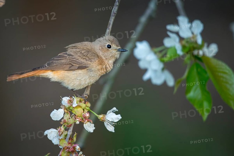 Garden redtail, fruit tree blossom, Phoenicurus phoenicurus, redstart, birds, female, spring, garden birds, passeri, songbirds, jump, birds, female